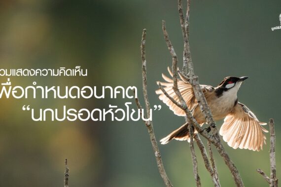 ร่วมแสดงความคิดเห็นเพื่อกำหนดอนาคต ‘นกปรอดหัวโขน’