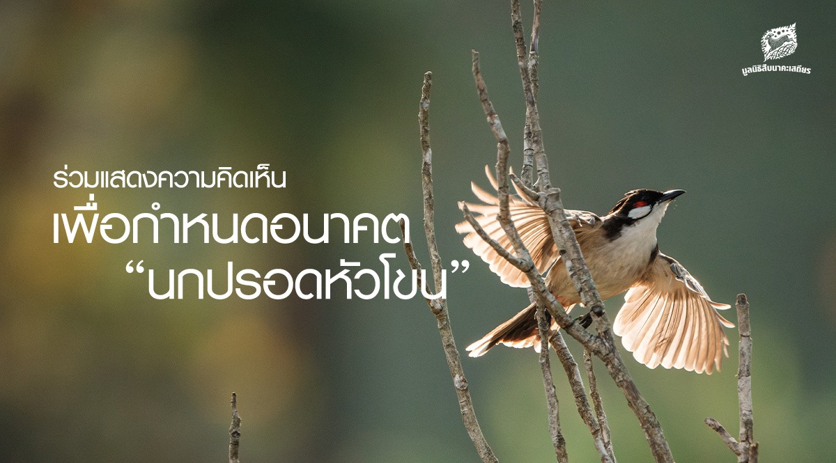 ร่วมแสดงความคิดเห็นเพื่อกำหนดอนาคต ‘นกปรอดหัวโขน’