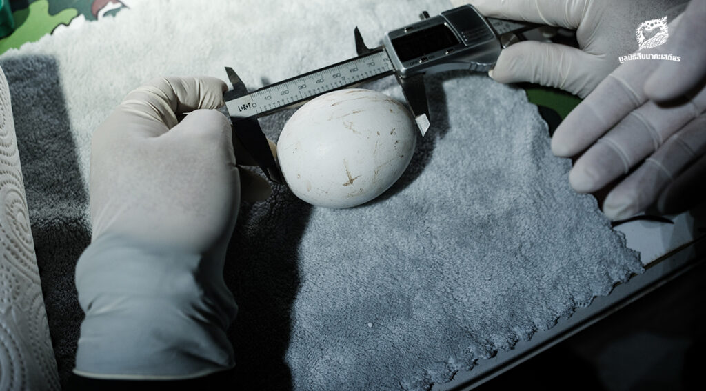 ไข่พญาแร้ง 2 ใบ กับอนาคตการอนุรักษ์พญาแร้ง