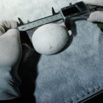 ไข่พญาแร้ง 2 ใบ กับอนาคตการอนุรักษ์พญาแร้ง