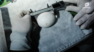 ไข่พญาแร้ง 2 ใบ กับอนาคตการอนุรักษ์พญาแร้ง