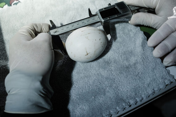 ไข่พญาแร้ง 2 ใบ กับอนาคตการอนุรักษ์พญาแร้ง