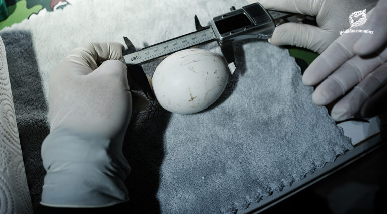 ไข่พญาแร้ง 2 ใบ กับอนาคตการอนุรักษ์พญาแร้ง