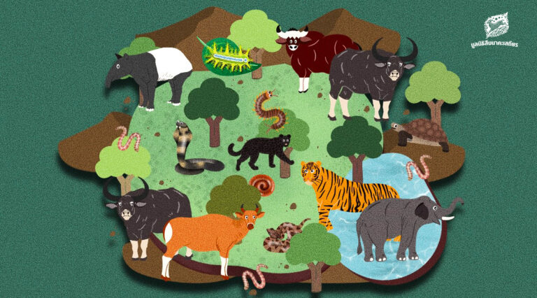 ‘ประชาธิปไตยในผืนป่า’ เมื่อการกระจายบทบาทและการถ่วงดุลตามธรรมชาติ คือโมเดลสำคัญของระบอบการปกครองใน ‘ระบบนิเวศ’