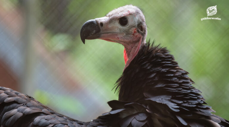 รวมช่องทางการบริจาคกองทุนพญาแร้งคืนถิ่น เพื่อเป็นส่วนหนึ่งพาพญาแร้งกลับสู่ผืนป่าของไทยอีกครั้ง