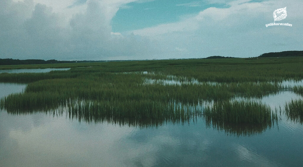 พื้นที่ชุ่มน้ำ ในวันที่ความรู้ดั้งเดิมคือทางรอดใหม่￼