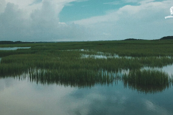 พื้นที่ชุ่มน้ำ ในวันที่ความรู้ดั้งเดิมคือทางรอดใหม่￼