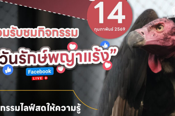 กิจกรรมวันรักพญาแร้ง 2569 เสาร์ ที่ 14 กุมภาพันธ์ 2569