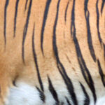 อาณาเขตแห่งชีวิต ‘ห้วยขาแข้ง’ แจ้งปิดพื้นที่ ‘หอนกยูง’ เพื่อให้ ‘ลูกเสือโคร่ง’ ได้ลืมตา