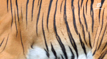 อาณาเขตแห่งชีวิต ‘ห้วยขาแข้ง’ แจ้งปิดพื้นที่ ‘หอนกยูง’ เพื่อให้ ‘ลูกเสือโคร่ง’ ได้ลืมตา