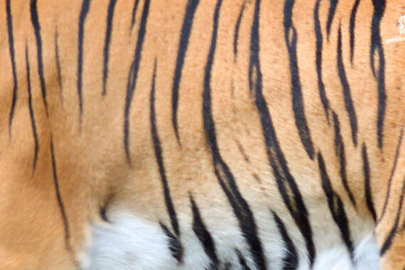 อาณาเขตแห่งชีวิต ‘ห้วยขาแข้ง’ แจ้งปิดพื้นที่ ‘หอนกยูง’ เพื่อให้ ‘ลูกเสือโคร่ง’ ได้ลืมตา