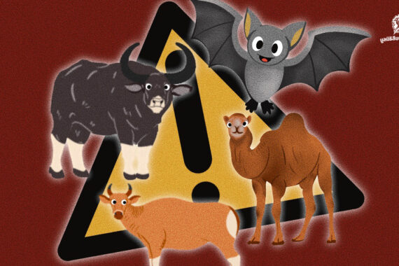 รู้จัก 6 โรคติดต่อในสัตว์ ว่าด้วยโรคระบาดที่มีสาเหตุมาจากสัตว์ป่า ส่งผลกระทบในสัตว์และแพร่กระจายมาสู่คนได้