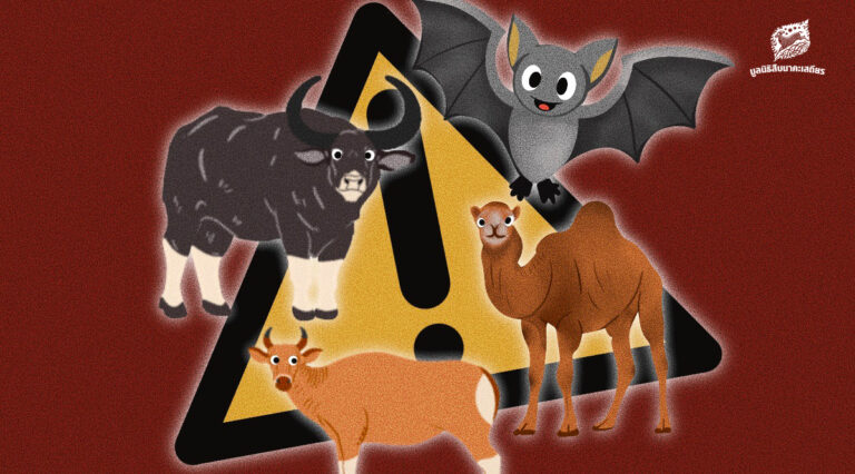 รู้จัก 6 โรคติดต่อในสัตว์ ว่าด้วยโรคระบาดที่มีสาเหตุมาจากสัตว์ป่า ส่งผลกระทบในสัตว์และแพร่กระจายมาสู่คนได้