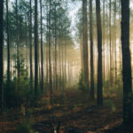 จากป่าหลากหลายสู่ป่าเปราะบาง เมื่อไม้โตไวกำลังแทนที่เสาหลักของระบบนิเวศ