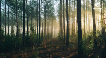 จากป่าหลากหลายสู่ป่าเปราะบาง เมื่อไม้โตไวกำลังแทนที่เสาหลักของระบบนิเวศ