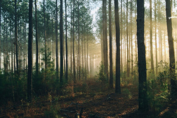 จากป่าหลากหลายสู่ป่าเปราะบาง เมื่อไม้โตไวกำลังแทนที่เสาหลักของระบบนิเวศ