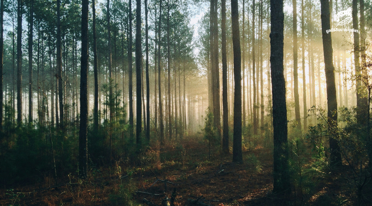 จากป่าหลากหลายสู่ป่าเปราะบาง เมื่อไม้โตไวกำลังแทนที่เสาหลักของระบบนิเวศ