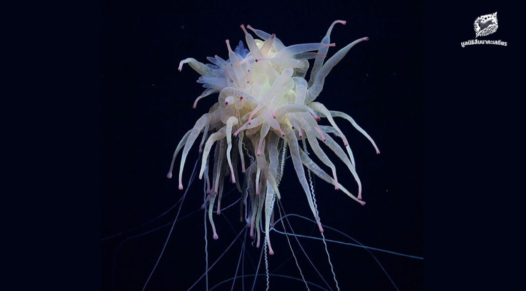 มีอีกมากมายที่เรายังไม่รู้จัก ในแต่ละปีมีการค้นพบ พืช สัตว์ แบคทีเรีย มากกว่า 16,000 ชนิด