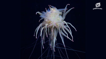 มีอีกมากมายที่เรายังไม่รู้จัก ในแต่ละปีมีการค้นพบ พืช สัตว์ แบคทีเรีย มากกว่า 16,000 ชนิด