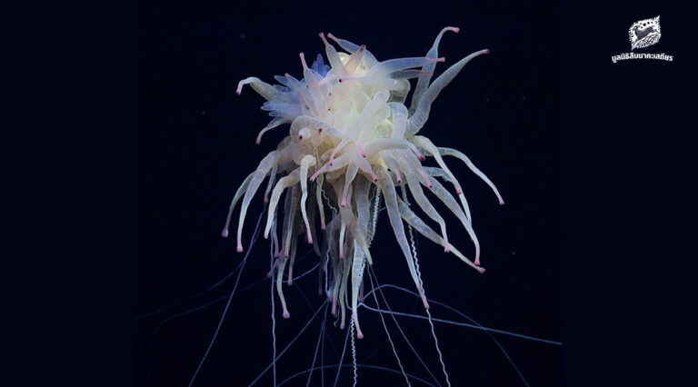 มีอีกมากมายที่เรายังไม่รู้จัก ในแต่ละปีมีการค้นพบ พืช สัตว์ แบคทีเรีย มากกว่า 16,000 ชนิด