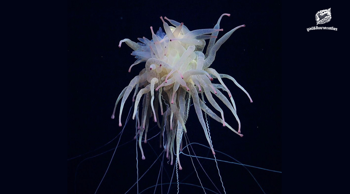 มีอีกมากมายที่เรายังไม่รู้จัก ในแต่ละปีมีการค้นพบ พืช สัตว์ แบคทีเรีย มากกว่า 16,000 ชนิด