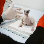 ล้วง เลี้ยง แร้ง