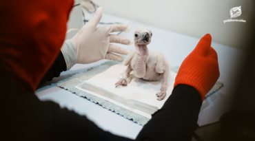 ล้วง เลี้ยง แร้ง