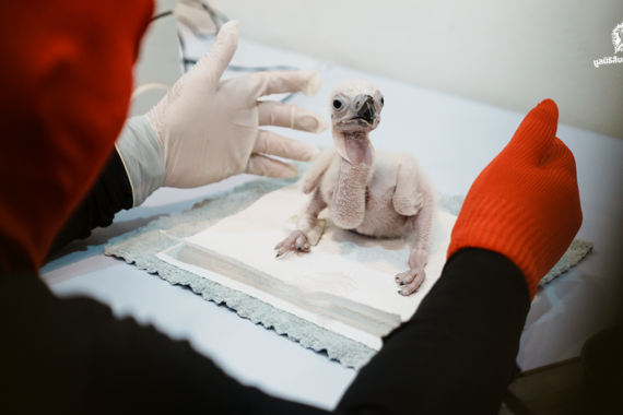 ล้วง เลี้ยง แร้ง