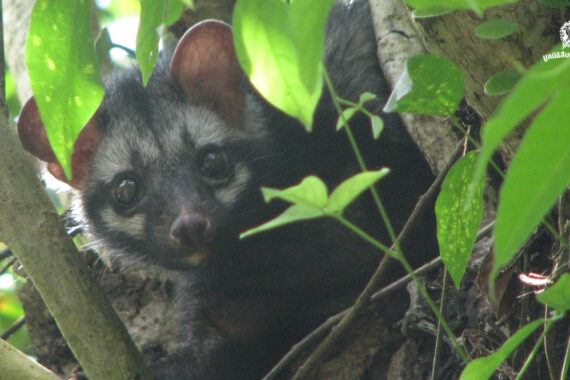 อีเห็น ร่องรอยผู้มาเยือน บนทางเชื่อมป่า