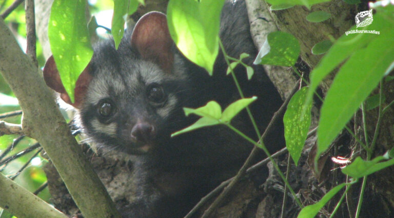 อีเห็น ร่องรอยผู้มาเยือน บนทางเชื่อมป่า