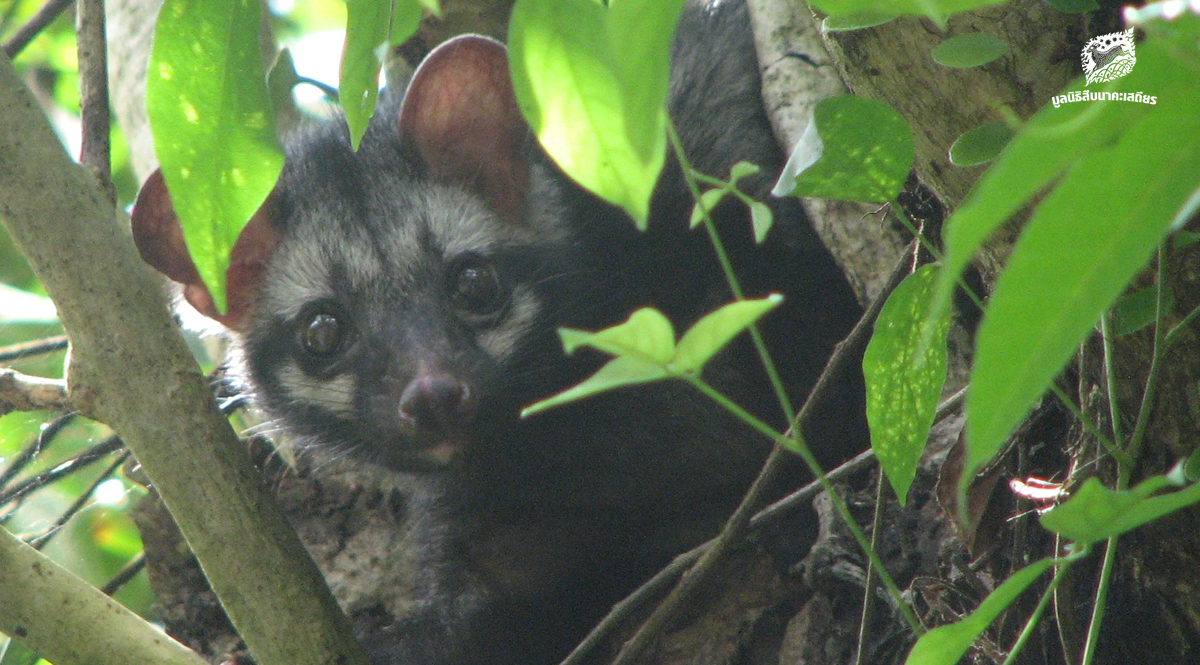 อีเห็น ร่องรอยผู้มาเยือน บนทางเชื่อมป่า