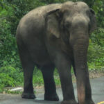 พื้นที่ปลอดภัยของสัตว์ป่า นอกพื้นที่อนุรักษ์ การแบ่งปันลมหายใจร่วมกับชีวิตอื่นๆ บนโลกใบเดียวกัน