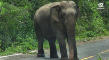 พื้นที่ปลอดภัยของสัตว์ป่า นอกพื้นที่อนุรักษ์ การแบ่งปันลมหายใจร่วมกับชีวิตอื่นๆ บนโลกใบเดียวกัน