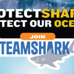 โอกาสสำคัญไม่ต้องมีเมนูฉลาม