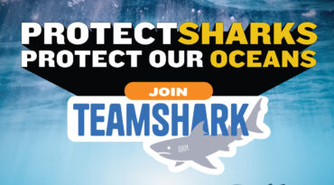 โอกาสสำคัญไม่ต้องมีเมนูฉลาม