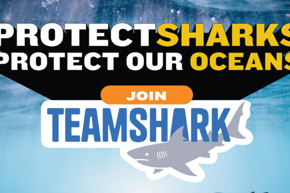 โอกาสสำคัญไม่ต้องมีเมนูฉลาม