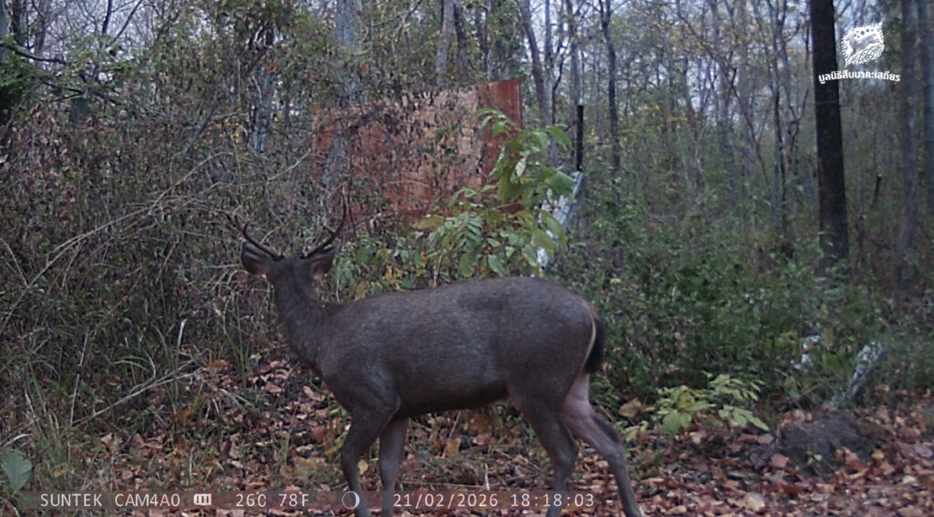 การลาดตระเวนป่าชุมชน กลไกที่ขาดไม่ได้ของการอนุรักษ์ยุคใหม่