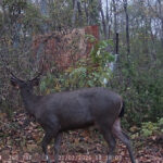 การลาดตระเวนป่าชุมชน กลไกที่ขาดไม่ได้ของการอนุรักษ์ยุคใหม่