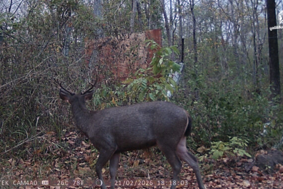 การลาดตระเวนป่าชุมชน กลไกที่ขาดไม่ได้ของการอนุรักษ์ยุคใหม่