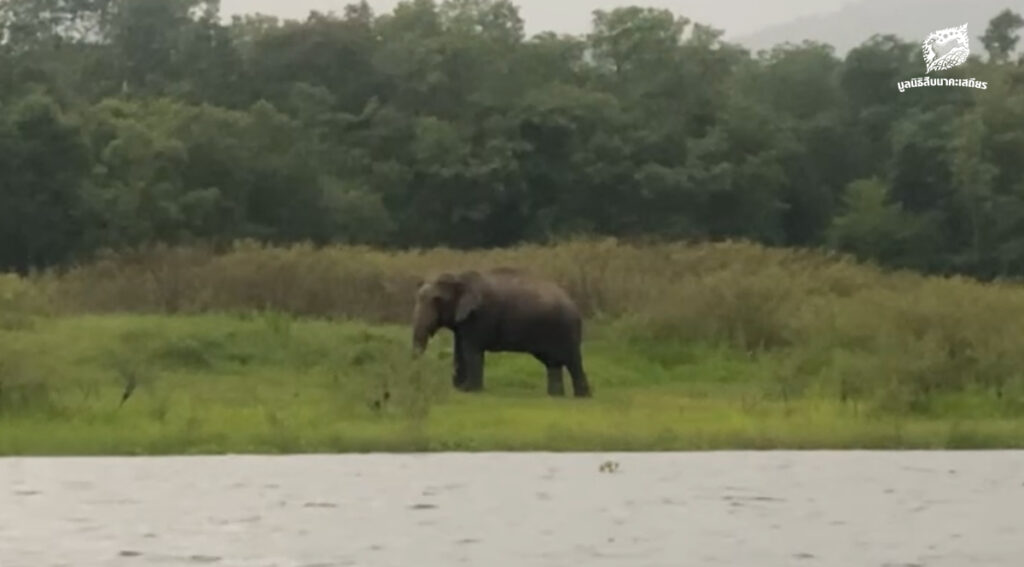 คนเฝ้าช้าง (ตอน 13)