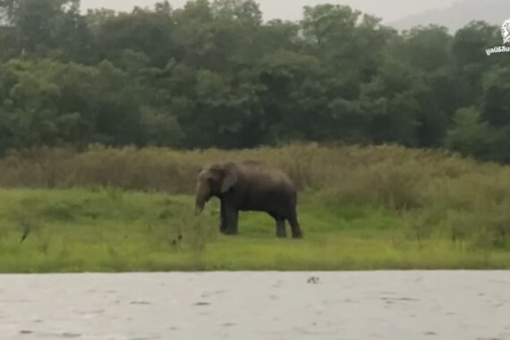 คนเฝ้าช้าง (ตอน 13)