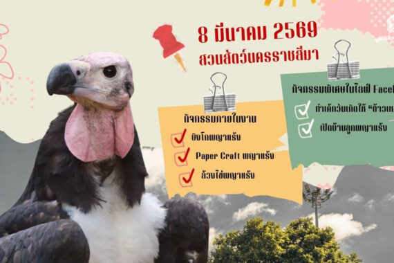 1 ทศวรรษพญาแร้งคืนถิ่น 8 มีนาคม 2569