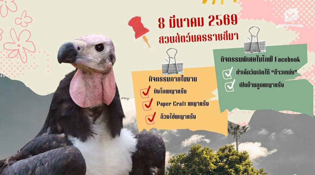 1 ทศวรรษพญาแร้งคืนถิ่น 8 มีนาคม 2569