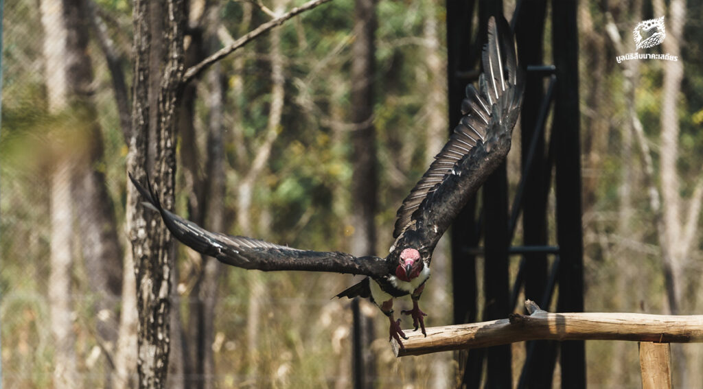 ความหลากหลายที่สำคัญของสัตว์ป่าและพืชป่า