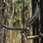 ความหลากหลายที่สำคัญของสัตว์ป่าและพืชป่า