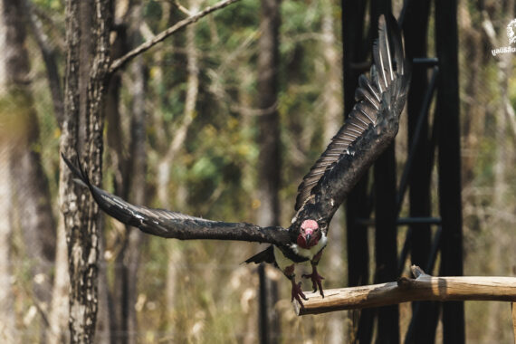 ความหลากหลายที่สำคัญของสัตว์ป่าและพืชป่า