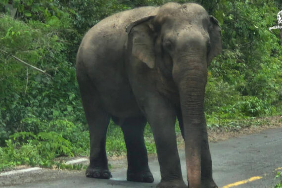 พื้นที่ปลอดภัยของสัตว์ป่า นอกพื้นที่อนุรักษ์ การแบ่งปันลมหายใจร่วมกับชีวิตอื่นๆ บนโลกใบเดียวกัน