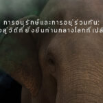 วันช้างไทย 2569 การอนุรักษ์และการอยู่ร่วมกัน ความหวังสู่วิถีที่ยั่งยืนท่ามกลางโลกที่เปลี่ยนแปลง