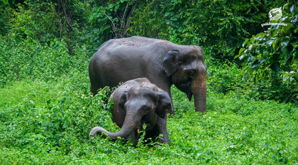 ‘เศรษฐกิจฐานราก’ โจทย์ใหญ่การอยู่ร่วมกันระหว่างคนกับช้างบนผืนดินเดียวกัน