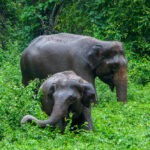 ‘เศรษฐกิจฐานราก’ โจทย์ใหญ่การอยู่ร่วมกันระหว่างคนกับช้างบนผืนดินเดียวกัน